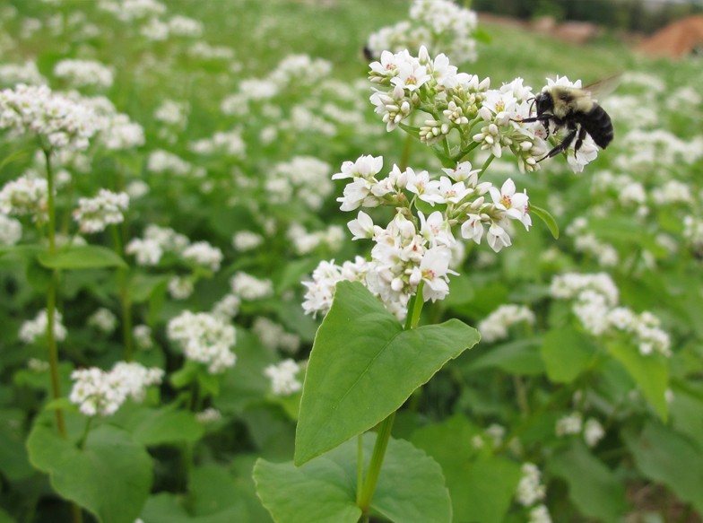 buckwheat