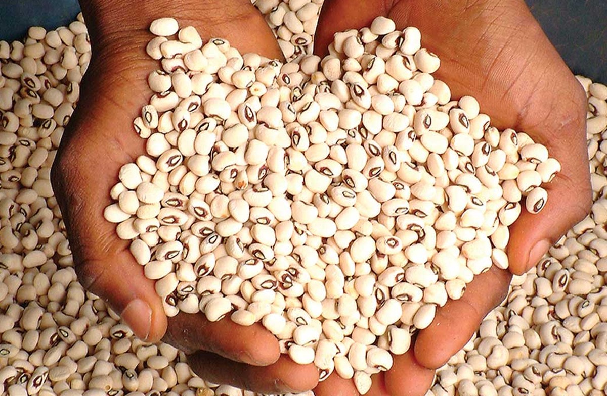 cowpea-_20230228-233800_1