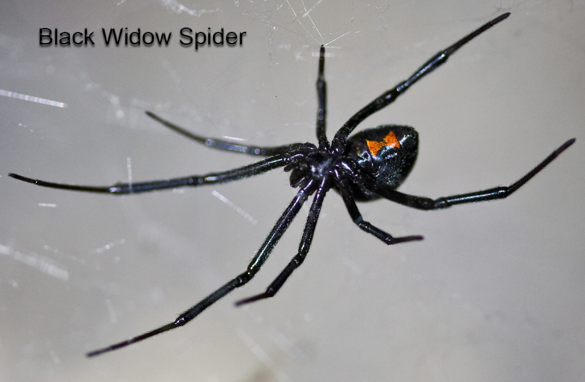 A Way to Deal with Poisonous Spider Bite
