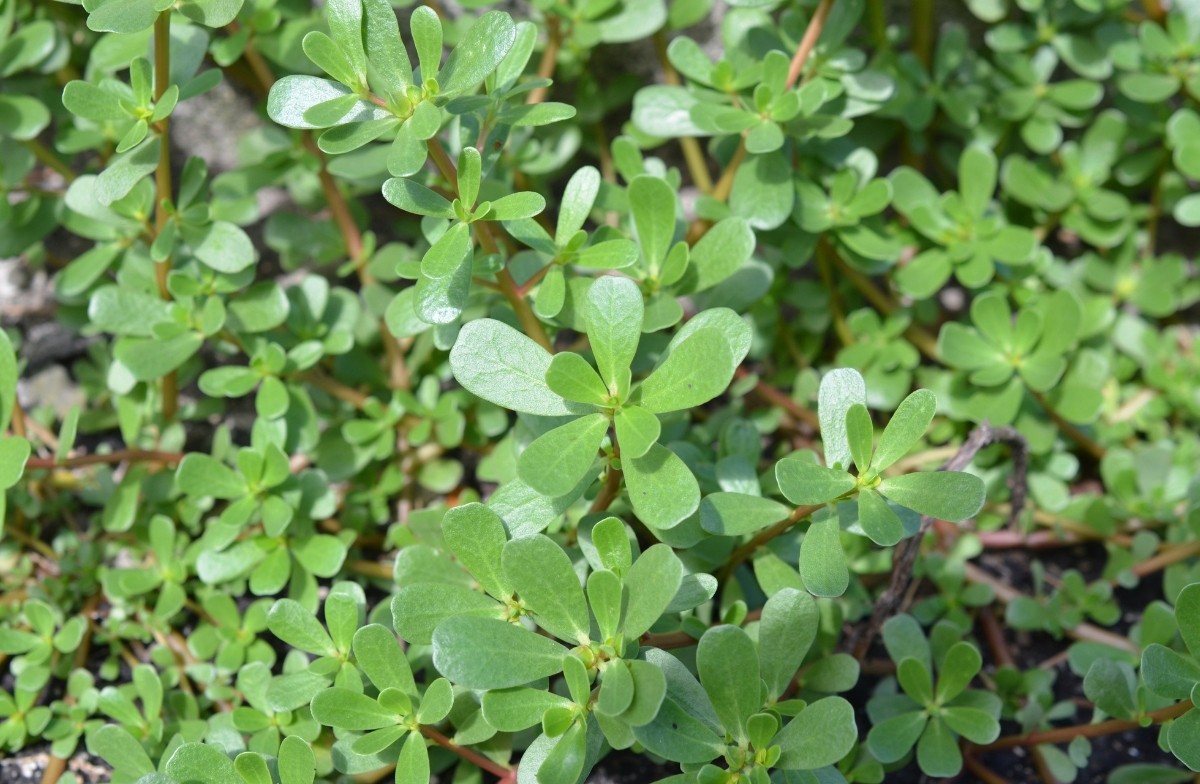 Purslane-1